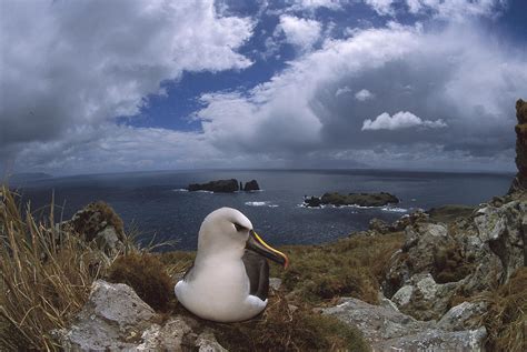 Yellow-nosed Albatross Nesting Tristan Photograph by Tui De Roy | Fine Art America