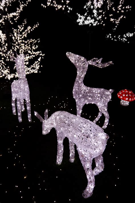 Reindeer Christmas Decorations Free Stock Photo - Public Domain Pictures