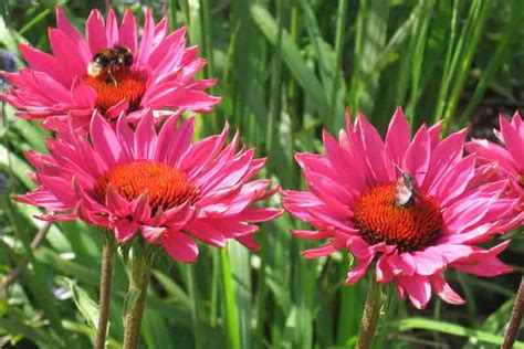 Herbaceous Perennials at Oxfordshire Plant Nursery