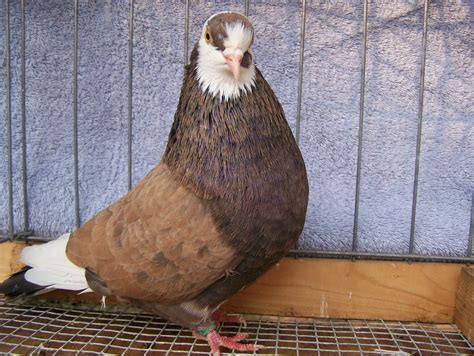 Birmingham Roller Pigeon | Pet pigeon, Pigeon loft design, Pigeon breeds