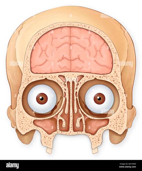 Coronal Brain Anatomy