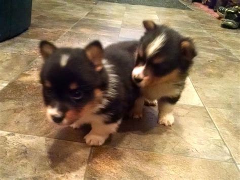 SOLD - Tri-Colored Corgi Puppies | Corgi, Puppies, Tri color