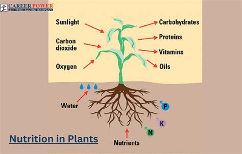 Nutrition in Plants