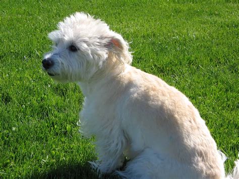 Westiepoo, Poodle and West Highland White Terrier Mix - SpockTheDog.com