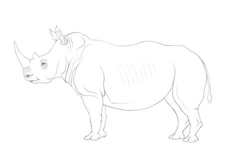 How to Draw a Rhinoceros Step by Step - EasyDrawingTips