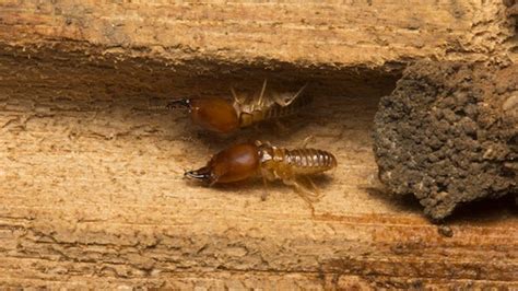 Subterranean Termite Treatment - JD Smith Pest Control