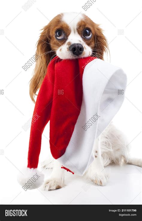 Dog Santa Hat. Image & Photo (Free Trial) | Bigstock