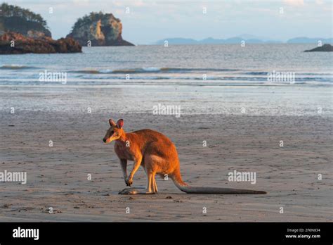 Cape hillsborough kangaroos hi-res stock photography and images - Alamy