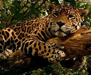 Jaguar Symbolism & Meaning | Spirit Totem Power Animal Messengers