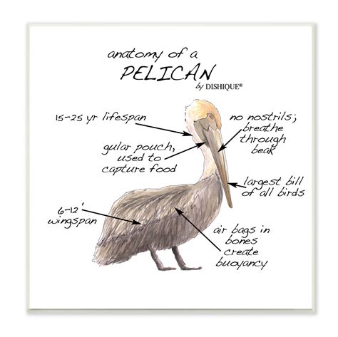 Stupell Industries Pelican Sea Bird Animal Educational Anatomy Diagram ...