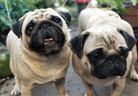 Do Pugs Bark a Lot? {Annoyed with Pug's Barking?} - YardPals