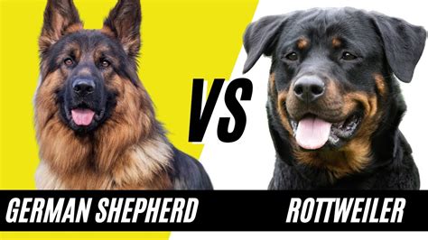 German Shepherd vs Rottweiler - Compare and contrast the dog breeds ...