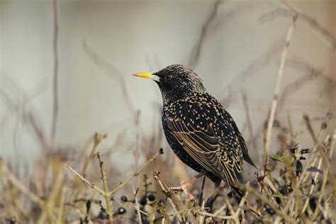 What Are The Most Common Birds In London? | Londonist