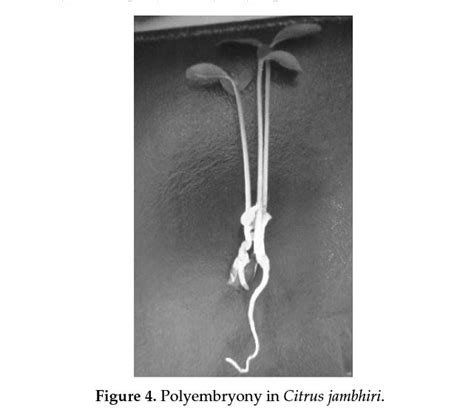 Knowledge Class: What is Polyembryony?