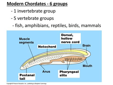 PPT - 26.2 Chordate Evolution PowerPoint Presentation, free download - ID:2128807