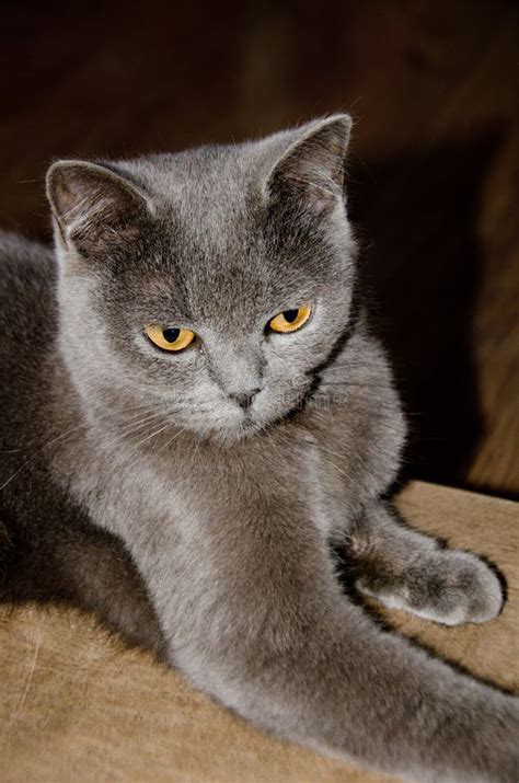 Cute Cat Gray with Yellow Eyes Close-up Stock Photo - Image of furry ...