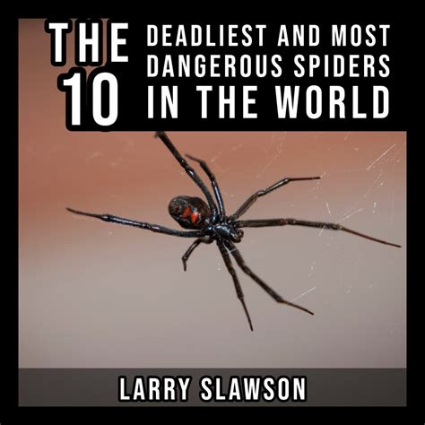 The Top 10 Deadliest Spiders in the World - Owlcation