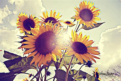 Vintage Sunflower Wallpaper