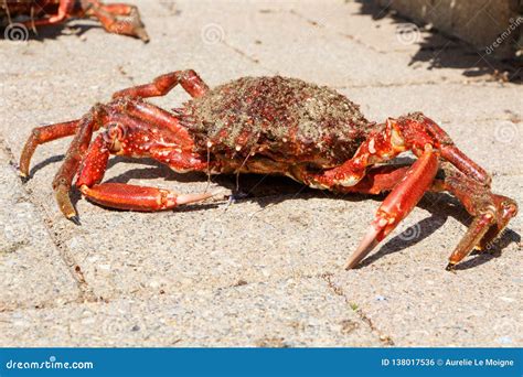 Alive Spider Crab on Pavement Stock Photo - Image of stone, brittany: 138017536