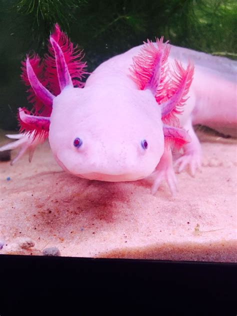 Pin by ɪᴛ's ᴀ ᴅʀᴇᴀᴍ on животные | Axolotl cute, Axolotl, Fish pets