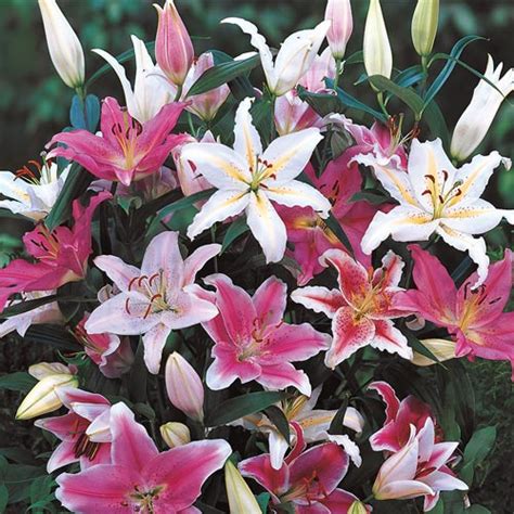 Oriental Lily Mix | K. van Bourgondien