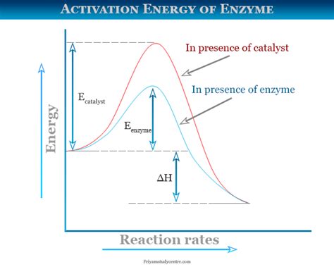 Enzyme Activation Energy Graph