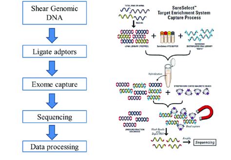 What is whole exome sequencing