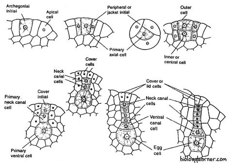 Anthoceros: Distribution, Structure, Reproduction