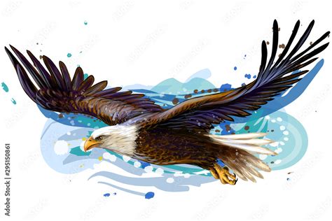 Soaring bald eagle. Color, realistic, art portrait of a soaring bald ...