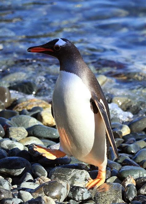 Amazing Gentoo Penguin Facts