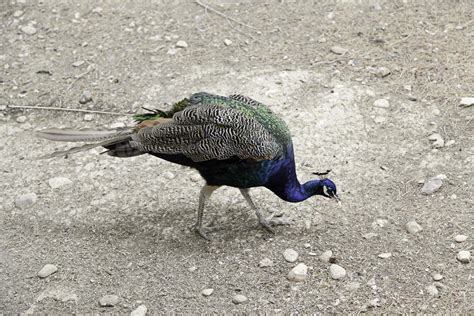 Peacock in park 2886368 Stock Photo at Vecteezy