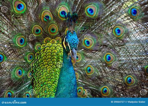 Peacock stock image. Image of beak, beauty, blue, bird - 39064727