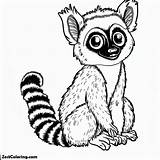 Picture Of Lemur Coloring Page  For Kids – Smart Creative sketch template