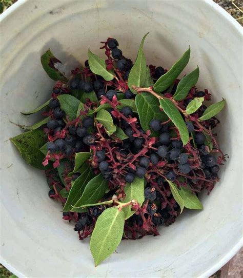 Foraging for Salal Berries