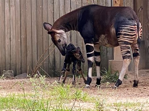 Houston Zoo welcomes adorable new baby okapi to the herd - CultureMap ...