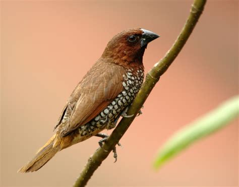 Scaly-breasted munia (Lonchura punctulata)