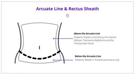 Arcuate Line