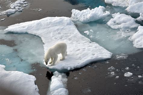 Most Polar Bears To Disappear By End Of Century, Study Finds | TIME