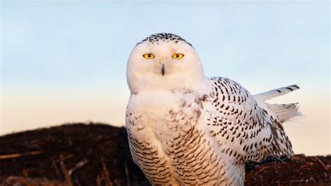 Wallpaper bird, snowy owl, eyes, light hd, picture, image