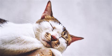 Dementia In Cats: Symptoms, Causes And Treatment PetMD | atelier-yuwa ...