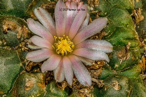 Peyote cactus in flower – Herman van Bon Photography