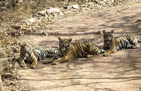 Ranthambore National Park « Travel Portal Of India