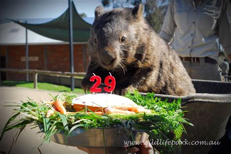 World’s oldest wombat celebrates birthday (Photos) - WTOP News