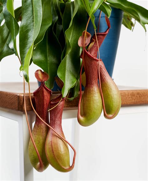 Pitcher Plant