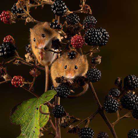 Harvest Mice2 | Photographer