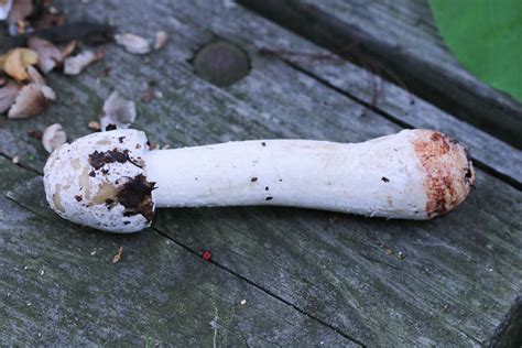 Hypomyces hyalinus. By Brian Johanson. | Western Pennsylvania Mushroom Club