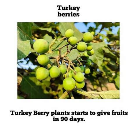 Natural White Turkey berry seeds, Packaging Type: Packet, Packaging ...