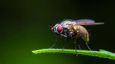 Fruit flies get 'hangry' without food, study shows | UK News | Sky News