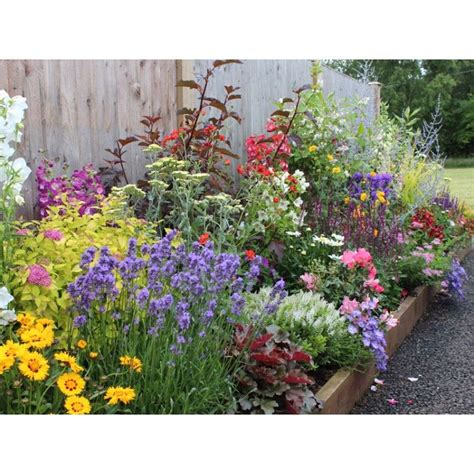 English Cottage Border | Cottage garden borders, Garden shrubs, Cottage ...