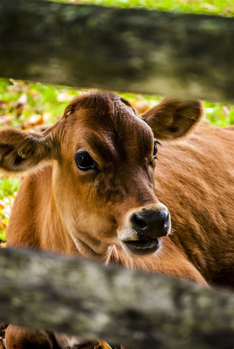 Billings Farm | Smithsonian Photo Contest | Smithsonian Magazine